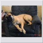Lilly and Clint's Jasmine owner Sue & Guy07.jpg